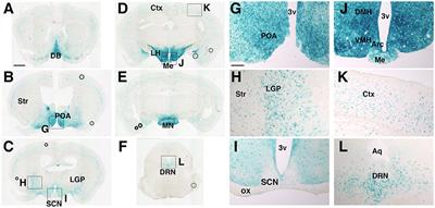 Fine-Tuning Circadian Rhythms: The Importance of Bmal1 Expression in the Ventral Forebrain